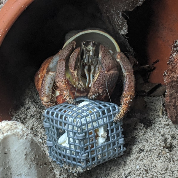 Hermit Crab Curiosity Cube Toy - Enrichment & Decor (1" x 1")