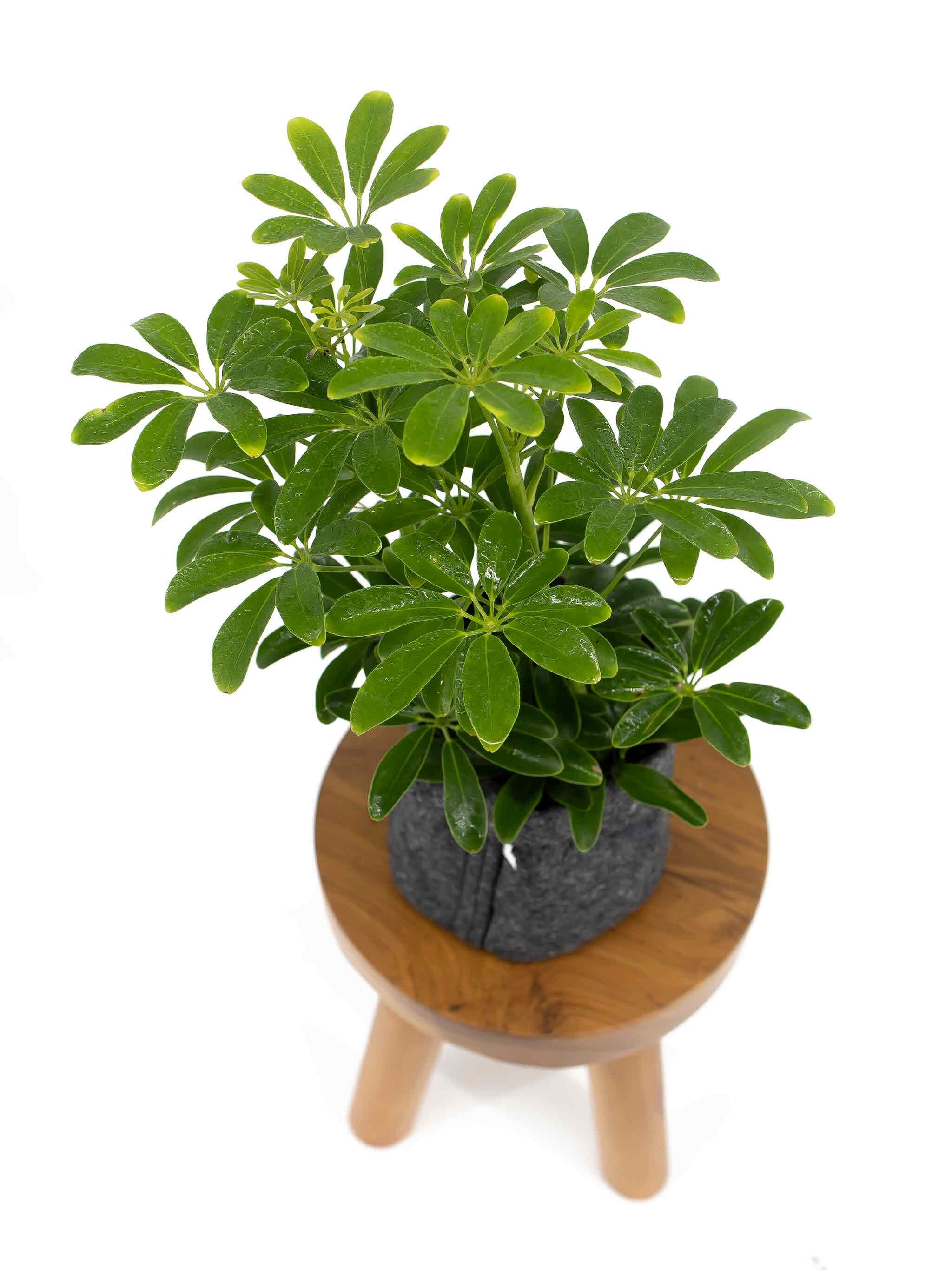 Umbrella Plant - Schefflera Arboricola - 6" pot - indoor live ho…