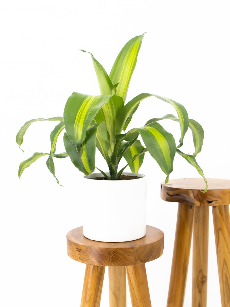 Corn Plant Dracaena fragrans massangeana 6 pot Etsy