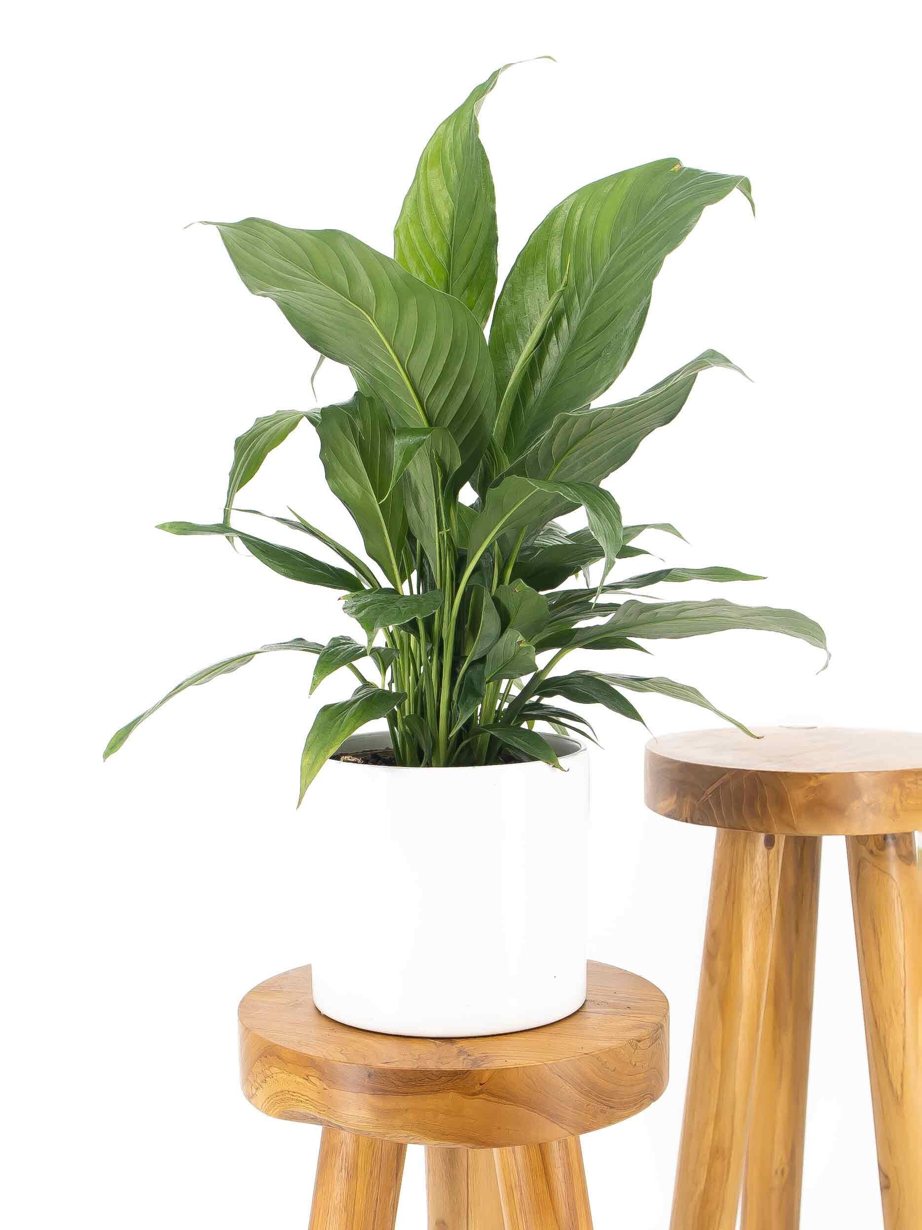 Peace Lily - Spathiphyllum - 6" pot - indoor live house plant