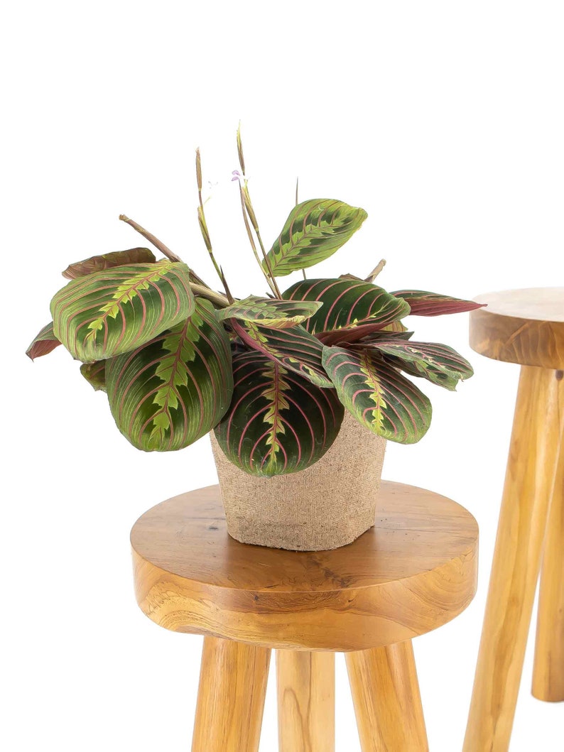Prayer Plant Maranta Leuconeura 6 pot indoor live Etsy