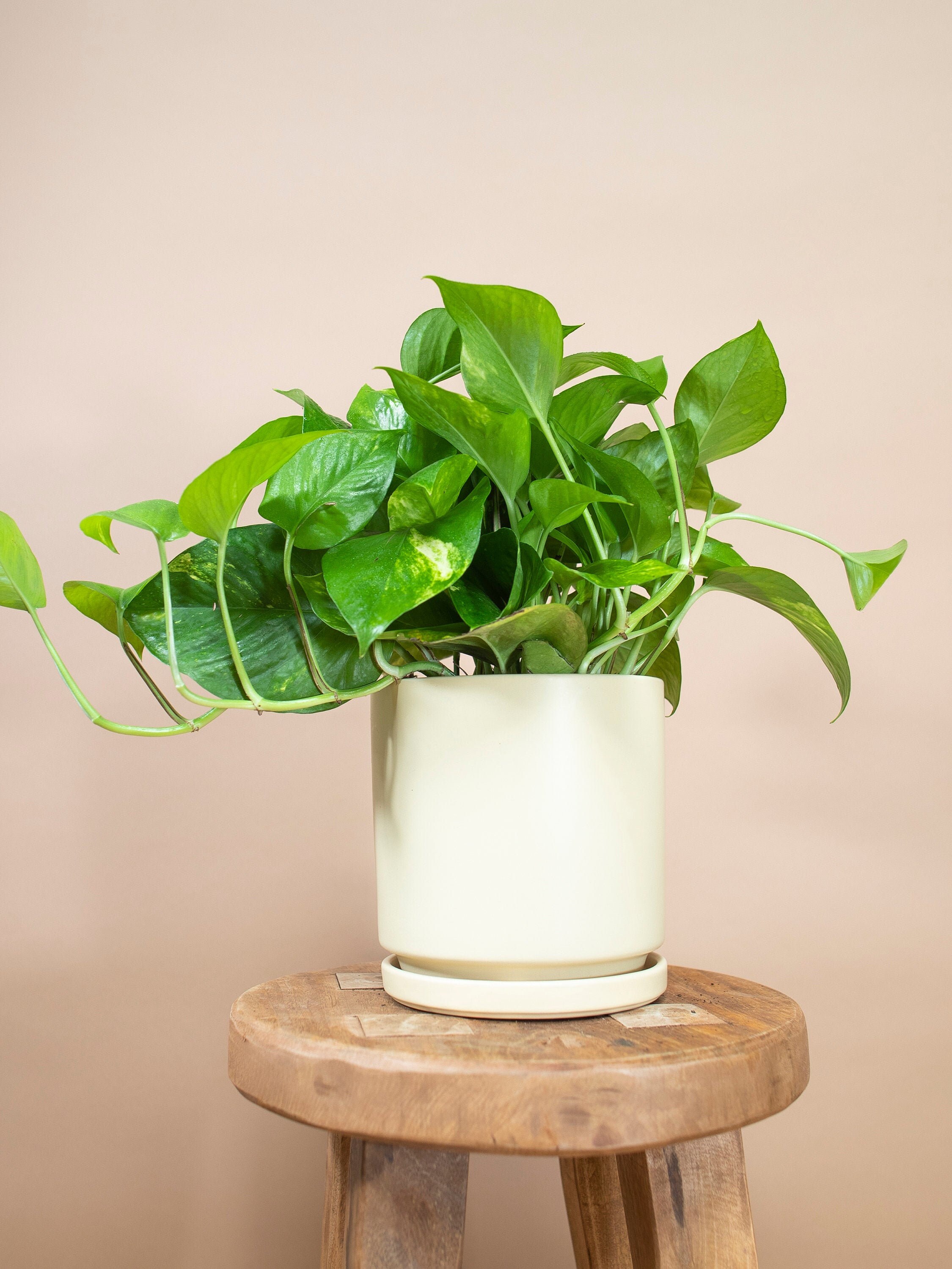 Golden Pothos - Epipremnum Aureum - 6" pot - indoor live house p…