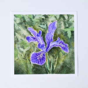 Wild Purple Iris watercolor print / Spring flower art