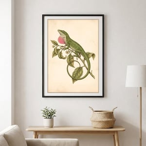Pode incluir: Uma impressão de arte emoldurada com uma ilustração detalhada de um lagarto verde com um saco gular rosa proeminente, pousado num ramo com folhas. A obra de arte está sobre um fundo de cor creme claro, dentro de uma moldura preta simples.