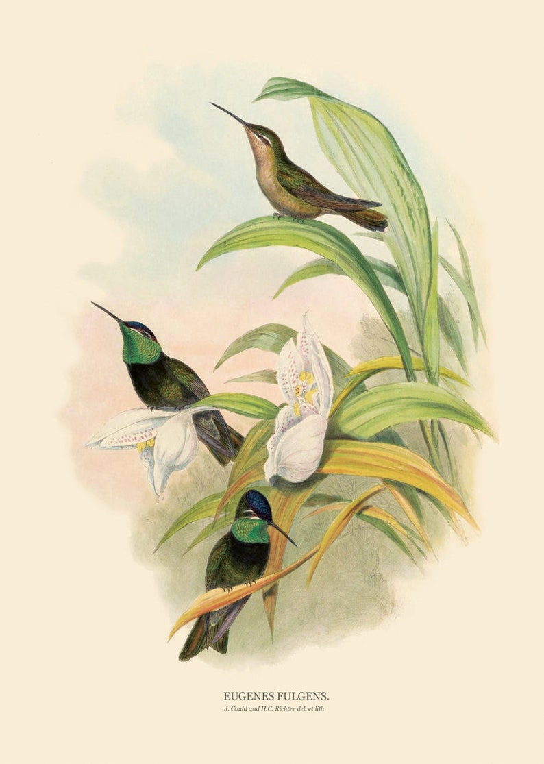 Hummingbird Vintage Art Print Set Antique Poster Bird - Etsy