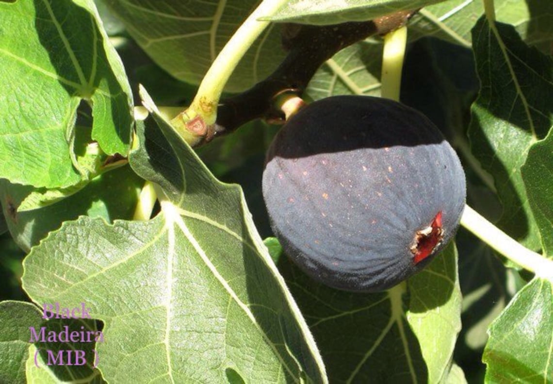 3 black madeira fig tree cuttings ficus carica self fertile Etsy