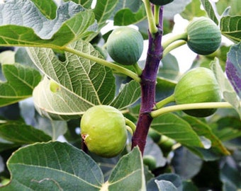 x2  thermalito green fig tree cuttings ficus carica