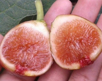 2x Red lebanese fig tree cuttings ficus carica