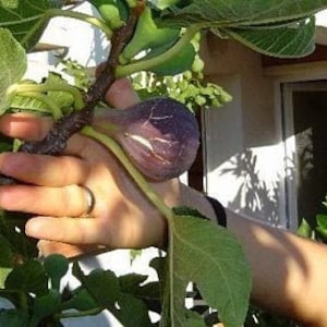 x2 esquejes de higuera de dama negra ficus carica autofértil