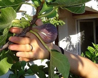 x2  coll de dama noir fig tree cuttings ficus carica self fertile