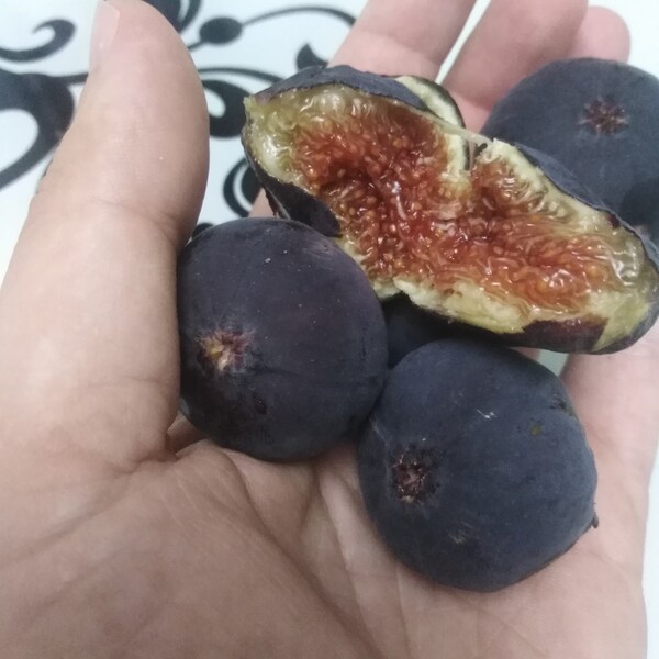 Fig Cuttings for Sale Etsy