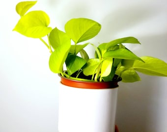 Neon Pothos Cuttings - Unique Beginner Friendly Plant