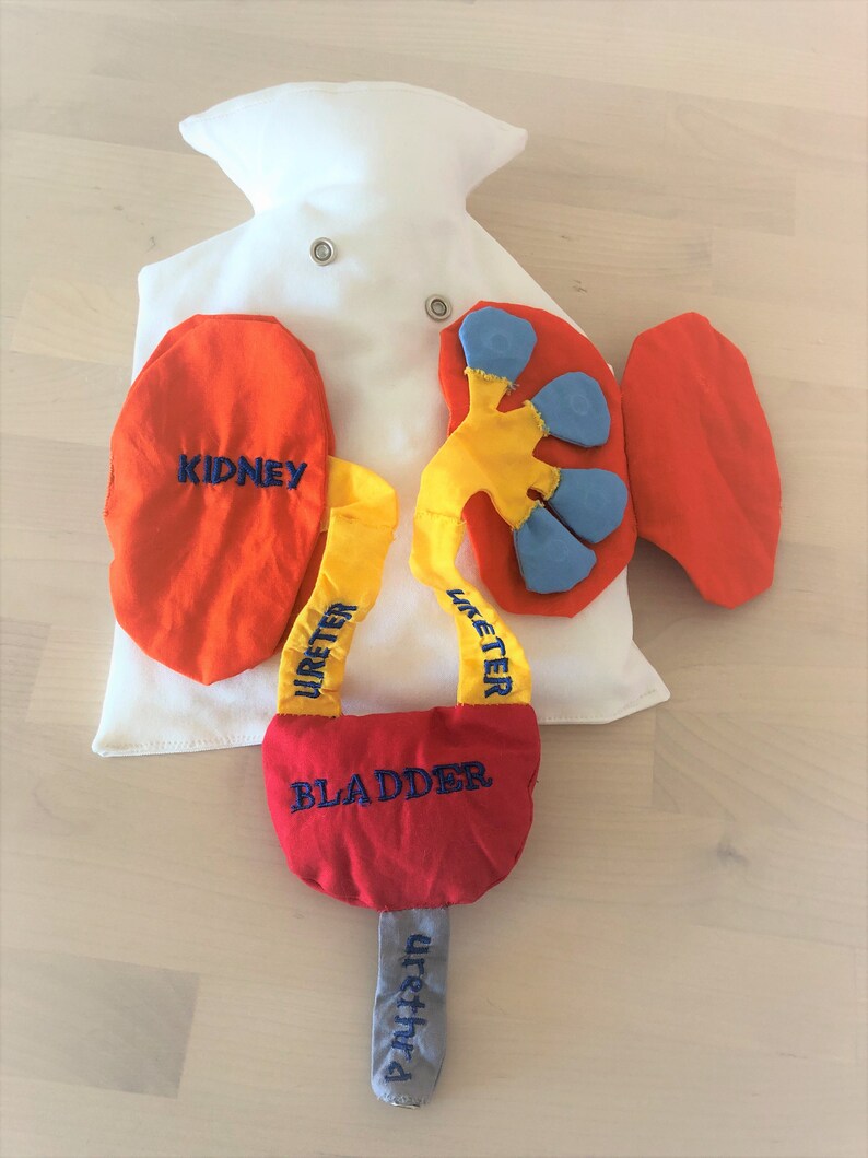 Anatummies Anatomically Correct Educational Dolls for Etsy