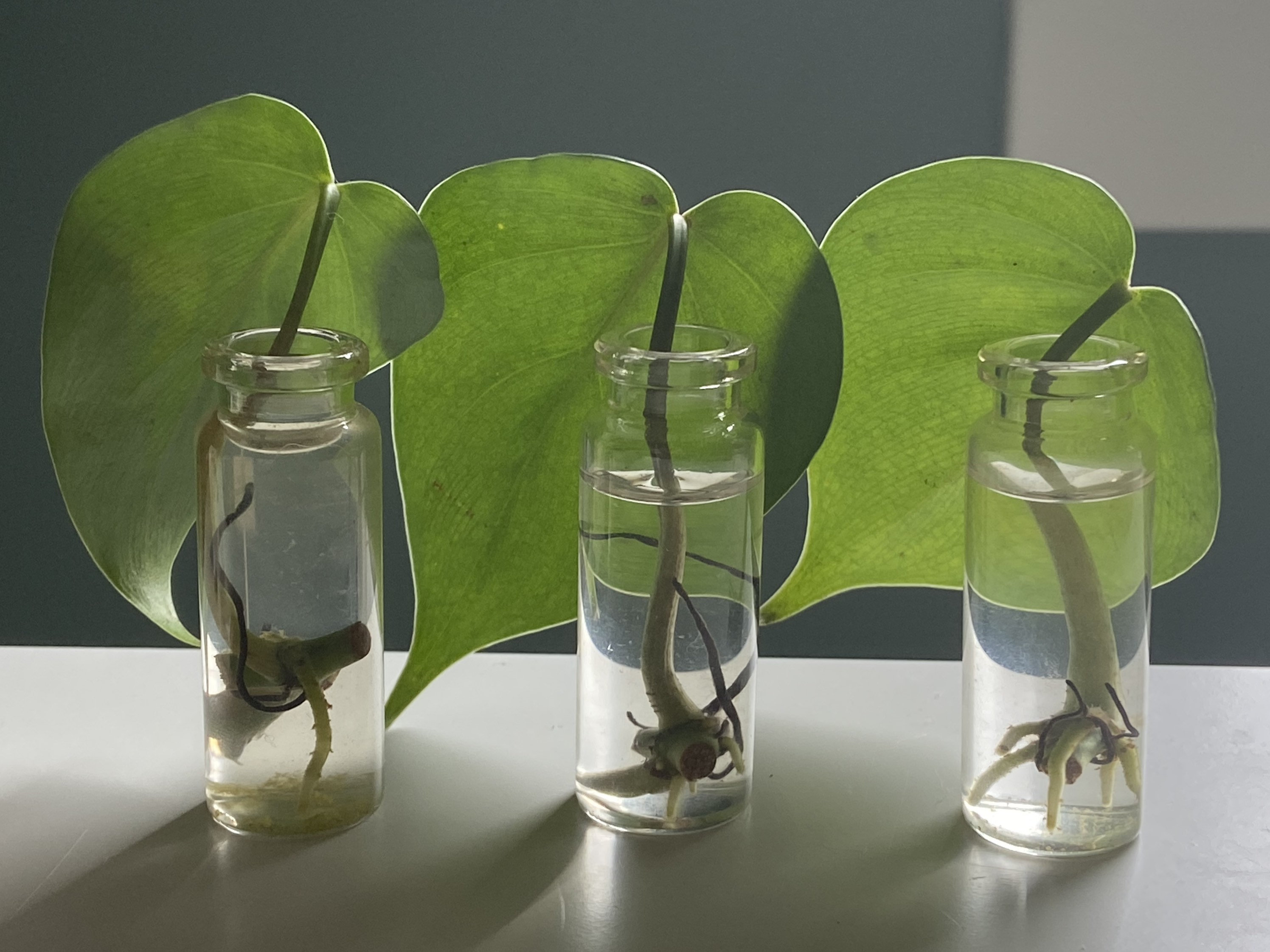 Heart Leaf Philodendron Cuttings 3 count Etsy