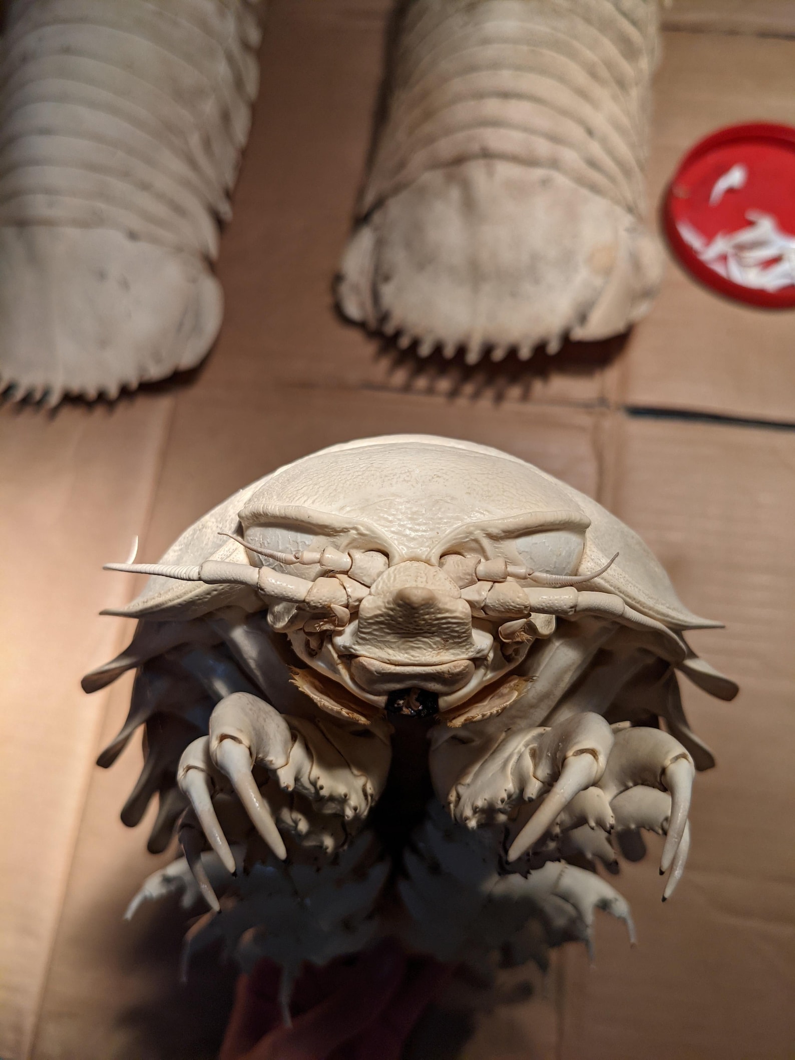 36cm giant isopods | Etsy