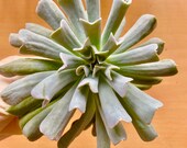 Echeveria Topsy Turvy EXTRA LARGE succulent