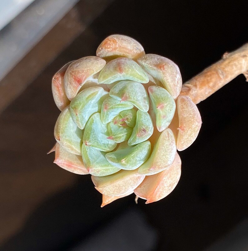 Rare Succulent pink Echeveria Sp Korean Succulent | Etsy