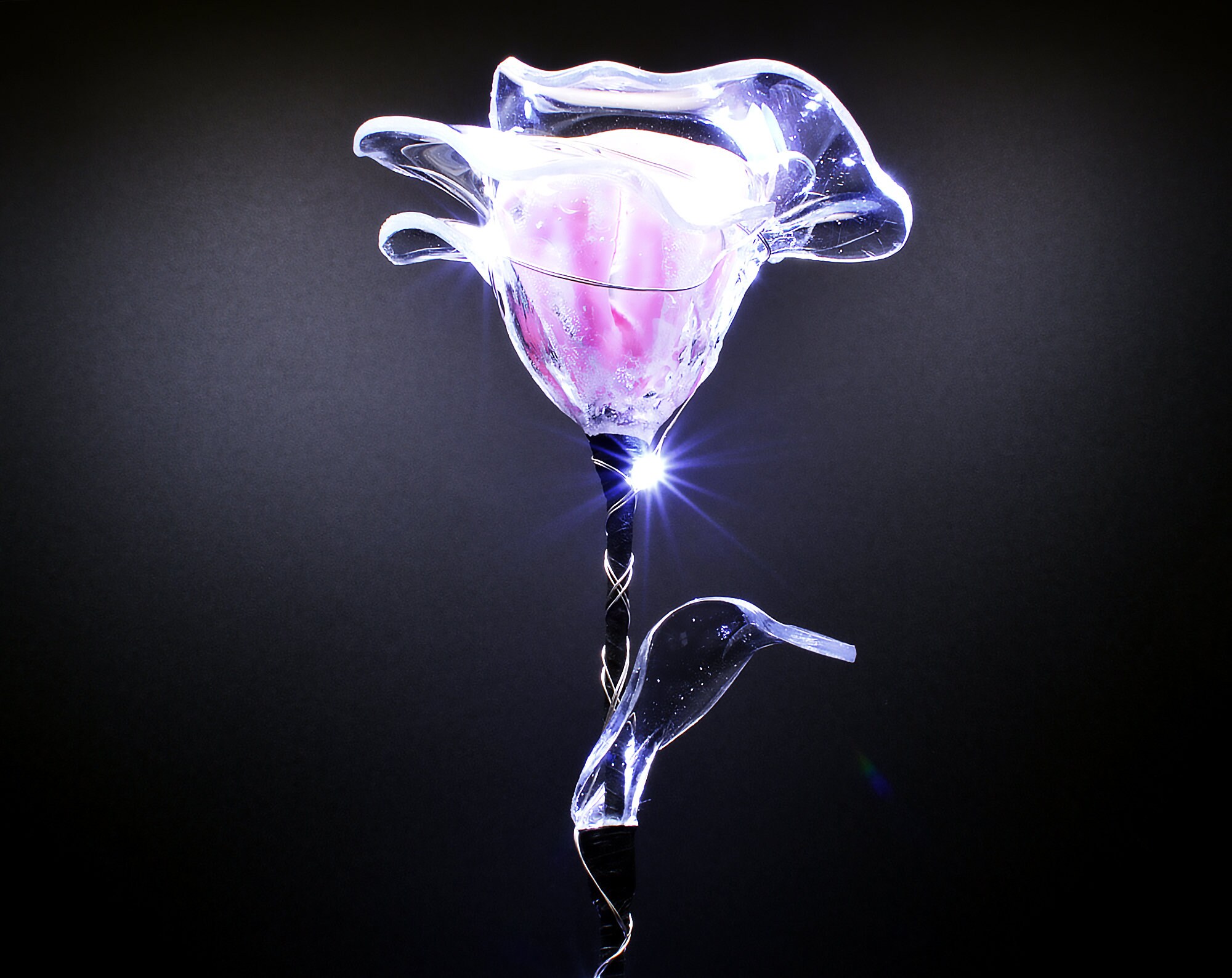 rose Éternelle Lumineuse