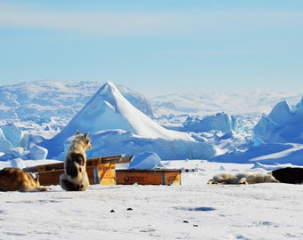 Greenlandic Dog Ilulissat Icefjord Iceberg Print | 500 DPI Resolution | Travel pictures | JPG File | Size 4914 x 3255