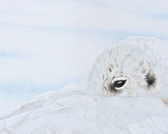 Black-headed gull, sea bird, an original drawing.