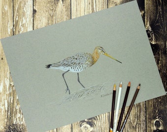 Black-tailed godwit, an original drawing, bird drawing.