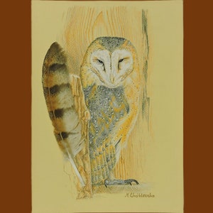 Barn owl, an original drawing with a real feather, Tyto alba.