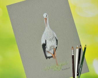 White stork, an original drawing, bird drawing.