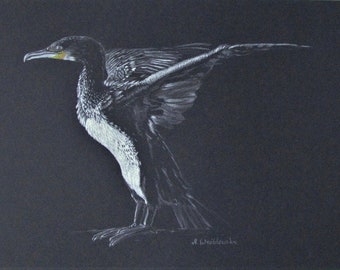 Cormorant, an original drawing, bird picture, Kormorane.