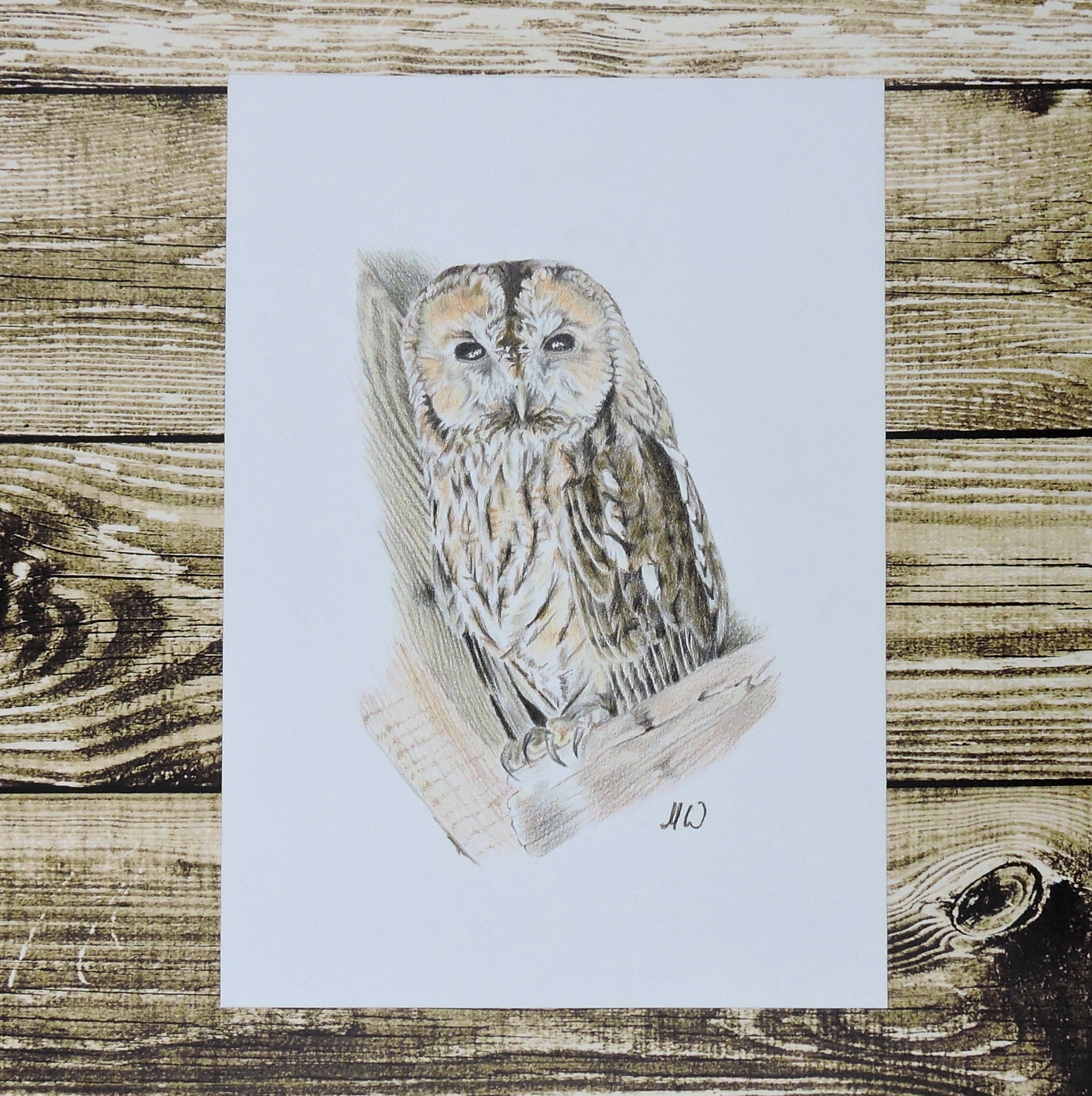 Tawny Owl Original Drawing; Colored Pencil Owl Decor; Small Bird Picture, Strix Aluco.