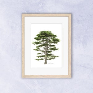 De ceder van Libanon, symbool van respect en wijsheid. Fine Art print genummerd en ondertekend van mijn originele aquarel.