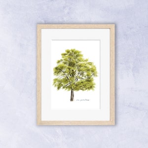Könnte beinhalten: Ein gerahmtes Aquarellbild eines grünen Baumes vor weißem Hintergrund. Der Baum befindet sich in der Mitte des Bildes und der Rahmen ist in hellem Holz gehalten.