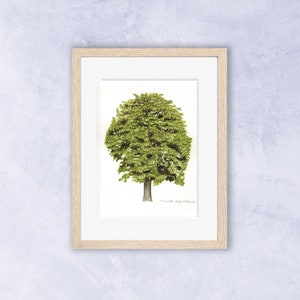 De kastanjeboom, symbool van liefdadigheid en bescherming. Fine Art print genummerd en ondertekend van mijn originele aquarel.