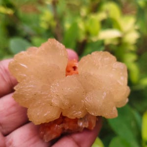 Bloemen stilbietcluster Super betoverende formatiecluster echt natuurlijk Verbazingwekkend perzik stillbijtcluster op rode, oplopende basis stillbijt