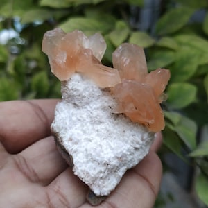 Peut inclure: Un groupe de cristaux de calcite orange sur une matrice blanche. Les cristaux sont translucides et ont une texture légèrement rugueuse.