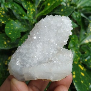 Sparkling Natural Very Very Beautiful Druizy/Druisy Quality Coral Cactus Quartz Crystal / Home / Office Decor Enchanting Quality Specimen