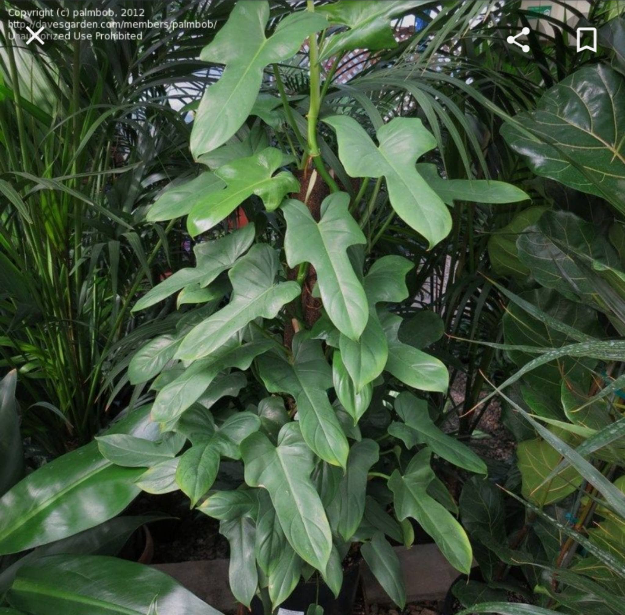 snake plant sale Sansevieria - Snake Plant | Lexington, KY