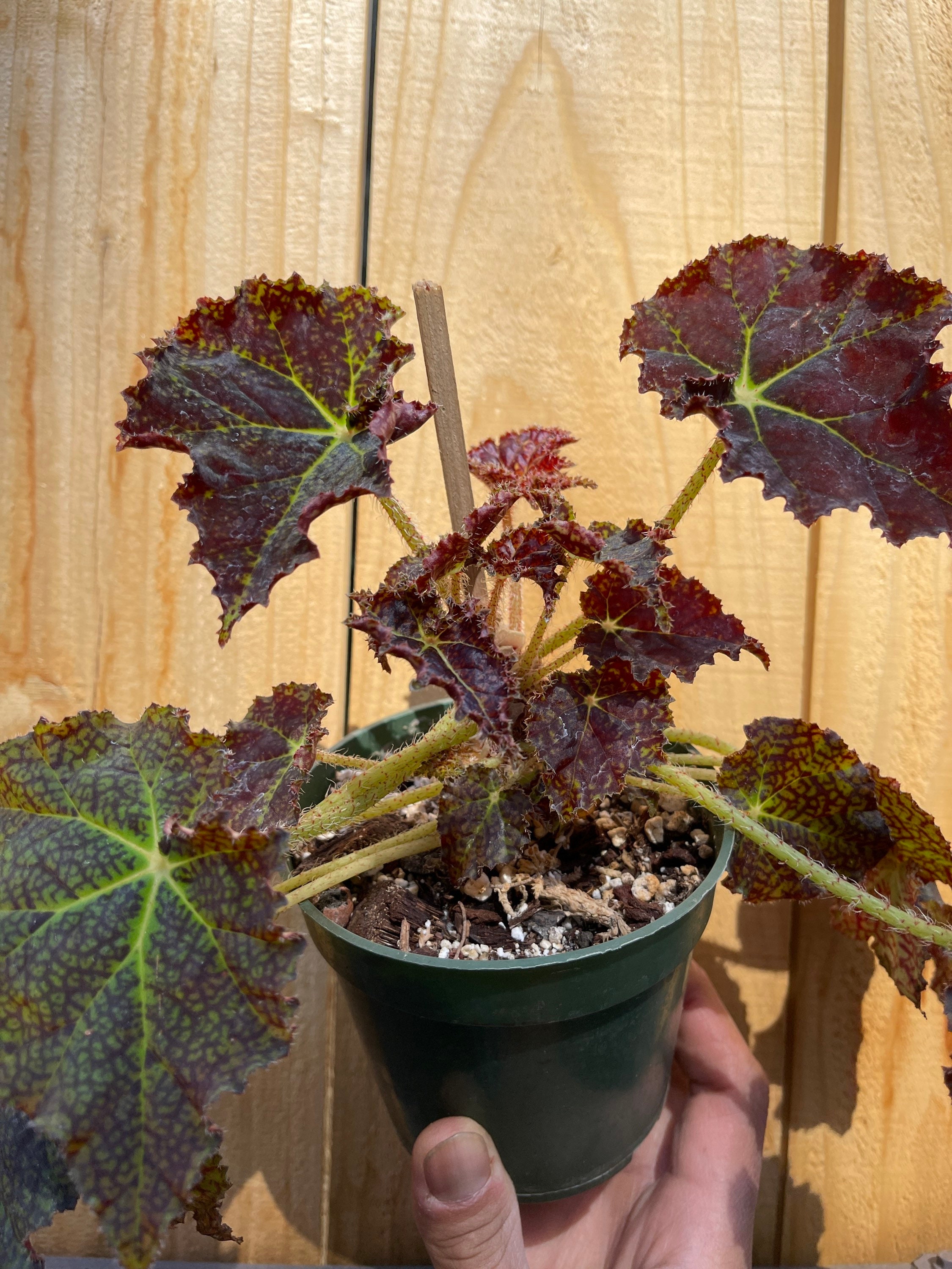 Begonia marmaduke Etsy