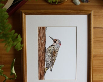 Northern Flicker Woodpecker - Male // 5x7 / 8x10 // Watercolour // Wall Art // Birds // Nature