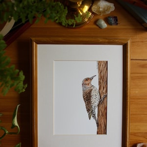 Northern Flicker Woodpecker - Female // 5x7 / 8x10 // Watercolour // Wall Art // Birds // Nature