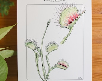Venus Fly Trap Art Print: Carnivorous Houseplant Illustration (8x10)