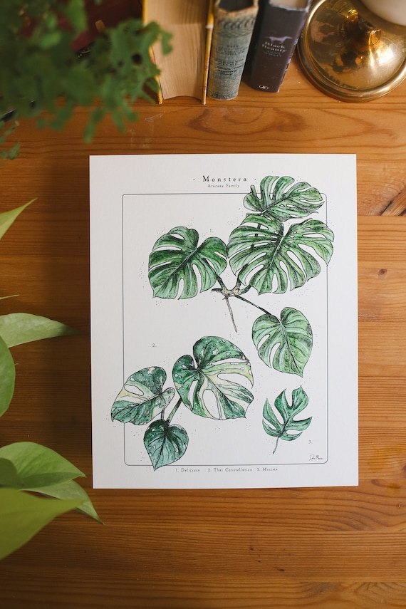 Monstera Varieties Watercolor Art Print: Houseplant Identification (8x10) -  Etsy