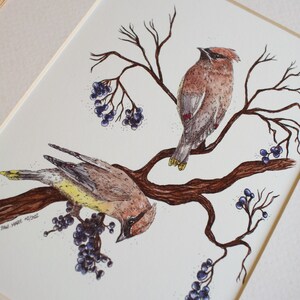 Cedar Waxwings // 5x7 / 8x10 // Art Print // Nature // Birds // Watercolour Painting // Illustration image 3