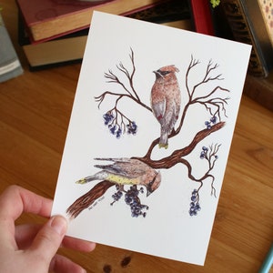 Cedar Waxwings // 5x7 / 8x10 // Art Print // Nature // Birds // Watercolour Painting // Illustration image 4