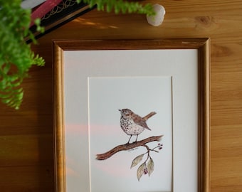 Hermit Thrush // 5x7 / 8x10 Art Print // Nature // Birds // Watercolour Painting // Illustration