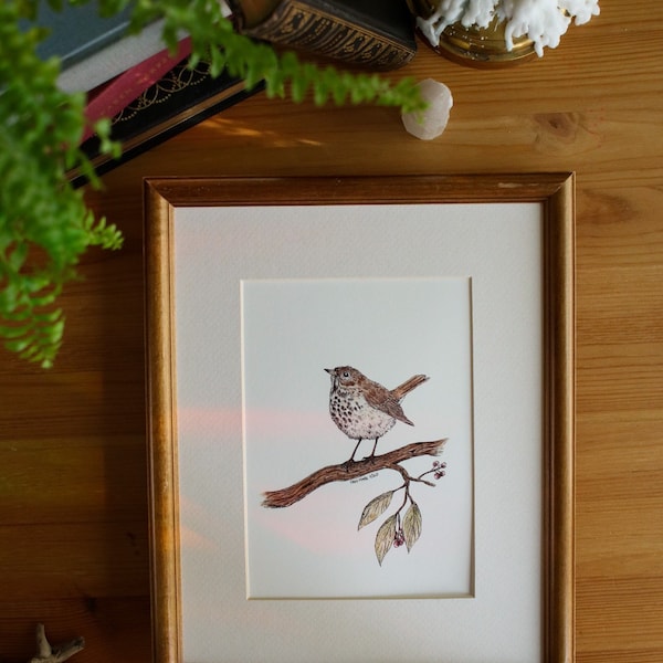 Hermit Thrush // 5x7 / 8x10 Art Print // Nature // Birds // Watercolour Painting // Illustration