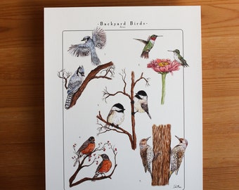 May include: A watercolor illustration of backyard birds, including a blue jay, a ruby-throated hummingbird, a black-capped chickadee, a robin, and a northern flicker. The illustration is labeled with the names of each bird.