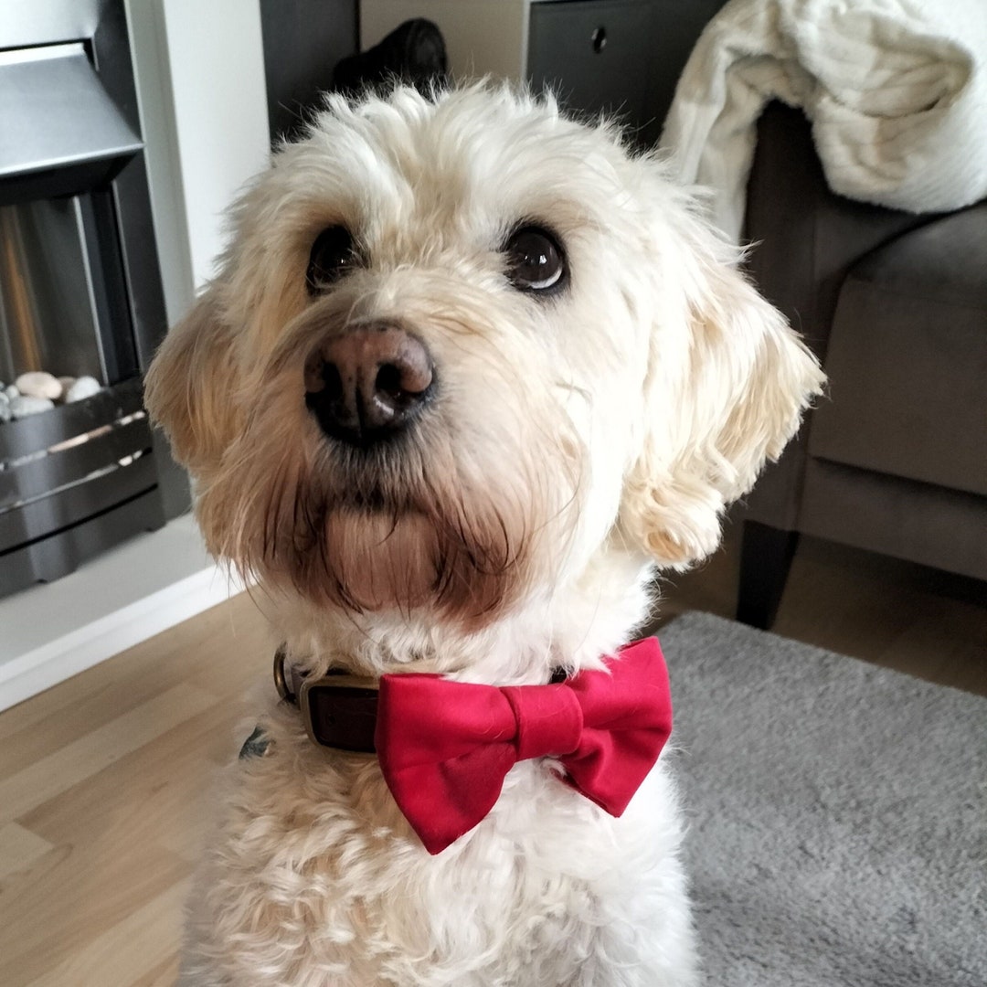 Luxury Velvet Bow Tie. Velvet Dogs Bow Tie. Dog Bow Tie. Etsy