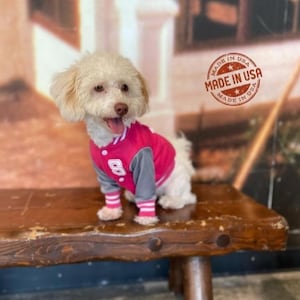 May include: A small, fluffy white dog wearing a pink and gray varsity jacket with the number 8 on it. The dog is sitting on a wooden bench. A "Made in USA" sticker is visible in the background.