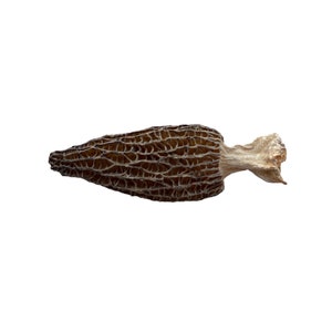 Premium Smardze - Morchella - Rozmiar Duży - od Naturaura