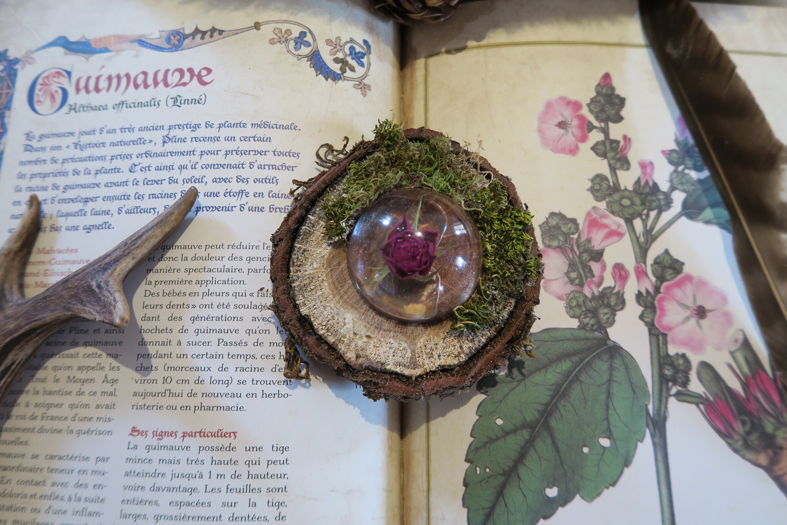 Dôme de Gaïa sur Son Socle Bois - Résine Renfermant Une Rose